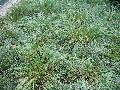 Prairie Dropseed